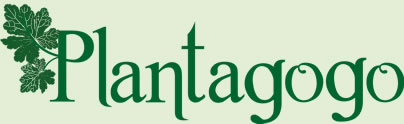 plantagogo
