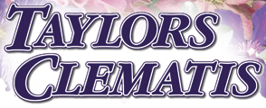 taylors